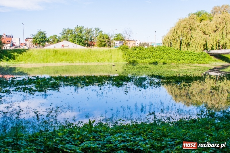 Zdjęcie w galerii na portalu naszraciborz.pl: Odra podtopiła plażę w parku Zamkowym  wiadomości z regionu