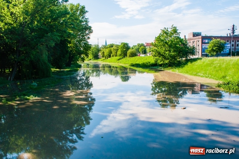 Zdjęcie w galerii na portalu naszraciborz.pl: Odra podtopiła plażę w parku Zamkowym  wiadomości z regionu