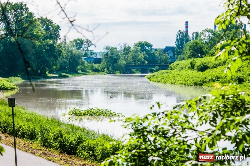 Zdjęcie w galerii na portalu naszraciborz.pl: Odra podtopiła plażę w parku Zamkowym  wiadomości z regionu