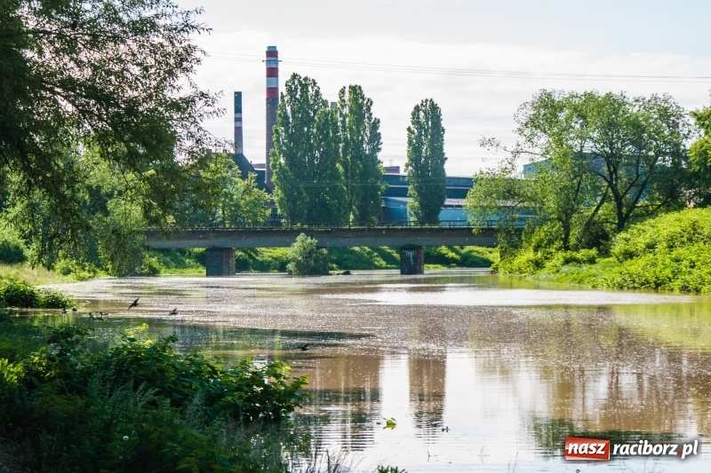 Zdjęcie w galerii na portalu naszraciborz.pl: Odra podtopiła plażę w parku Zamkowym  wiadomości z regionu