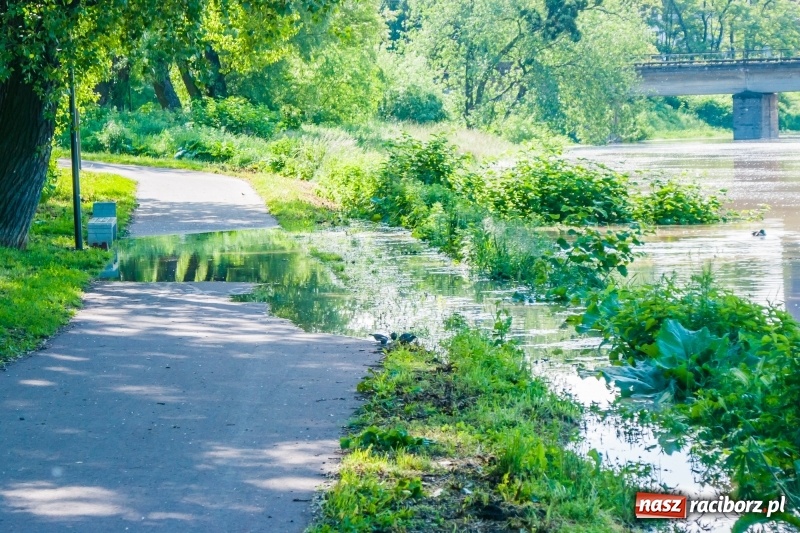 Zdjęcie w galerii na portalu naszraciborz.pl: Odra podtopiła plażę w parku Zamkowym  wiadomości z regionu