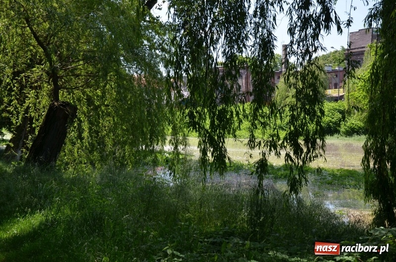 Zdjęcie w galerii na portalu naszraciborz.pl: Wezbranie 2019 - najwyższy stan na Odrze miejskiej. Wizyta komendanta głównego straży pożarnej wiadomości z regionu