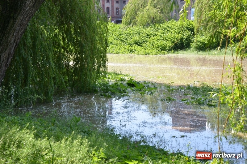 Zdjęcie w galerii na portalu naszraciborz.pl: Wezbranie 2019 - najwyższy stan na Odrze miejskiej. Wizyta komendanta głównego straży pożarnej wiadomości z regionu