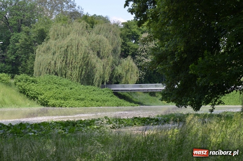 Zdjęcie w galerii na portalu naszraciborz.pl: Wezbranie 2019 - najwyższy stan na Odrze miejskiej. Wizyta komendanta głównego straży pożarnej wiadomości z regionu