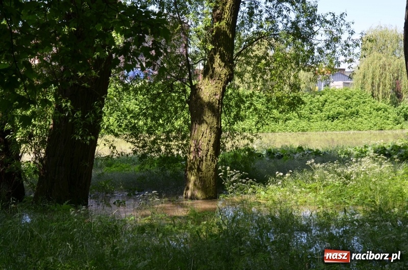 Zdjęcie w galerii na portalu naszraciborz.pl: Wezbranie 2019 - najwyższy stan na Odrze miejskiej. Wizyta komendanta głównego straży pożarnej wiadomości z regionu