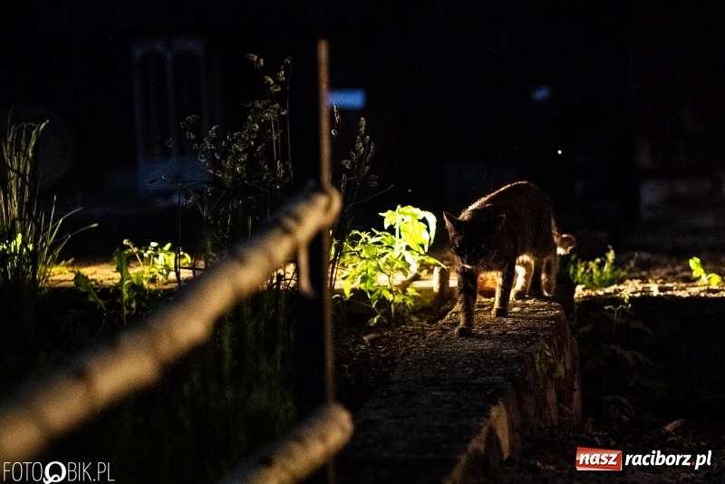 Zdjęcie w galerii na portalu naszraciborz.pl: Spektakl Złodziej według Myśliwskiego w Amfiteatrze BUK w Rudach  wiadomości z regionu