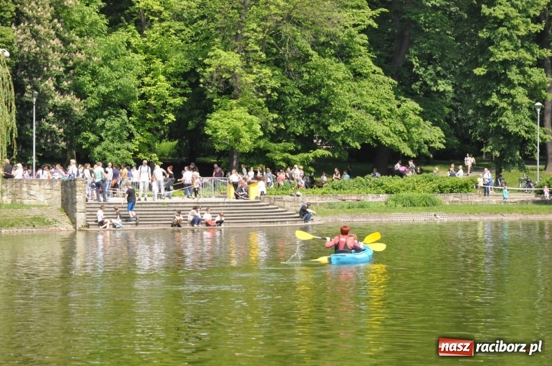 Zdjęcie w galerii na portalu naszraciborz.pl: Wiosłuj z nami. Piknik wodniacki w parku Roth [FOTO i WIDEO] wiadomości z regionu