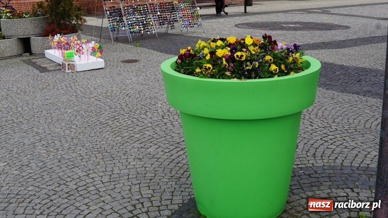 Zdjęcie w galerii na portalu naszraciborz.pl: W ratuszu policzyli kwiatki na ulicach [FOTO] wiadomości z regionu