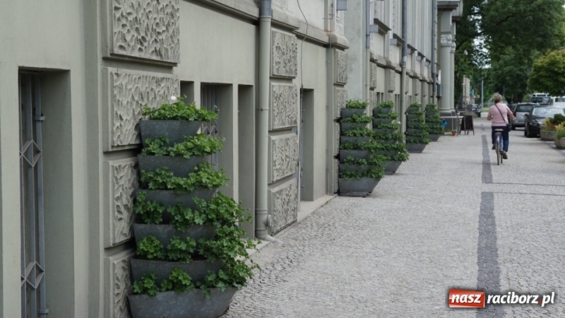 Zdjęcie w galerii na portalu naszraciborz.pl: W ratuszu policzyli kwiatki na ulicach [FOTO] wiadomości z regionu