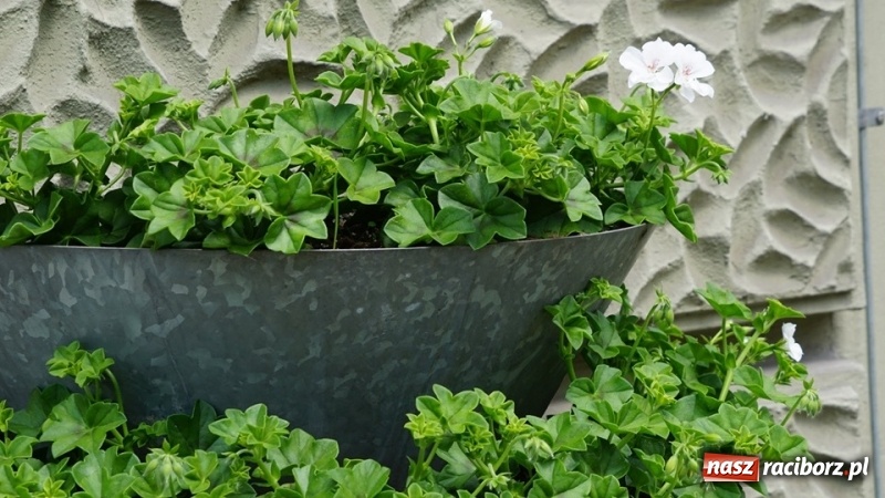 Zdjęcie w galerii na portalu naszraciborz.pl: W ratuszu policzyli kwiatki na ulicach [FOTO] wiadomości z regionu