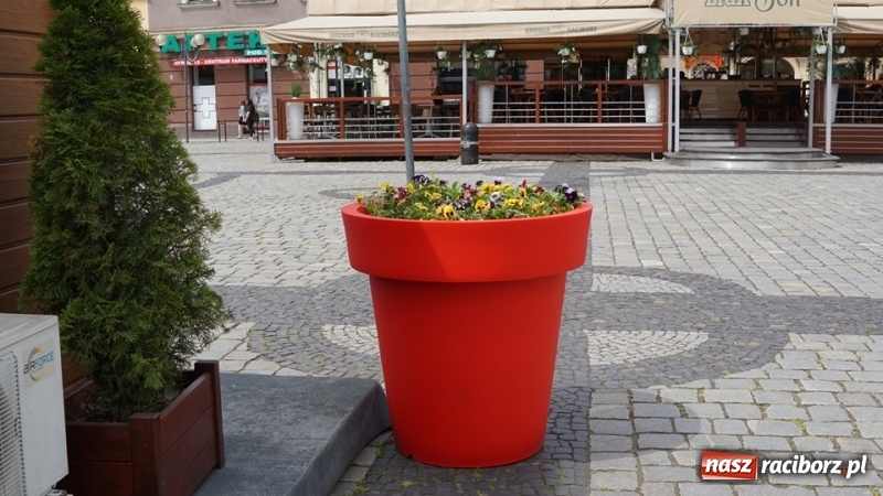 Zdjęcie w galerii na portalu naszraciborz.pl: W ratuszu policzyli kwiatki na ulicach [FOTO] wiadomości z regionu
