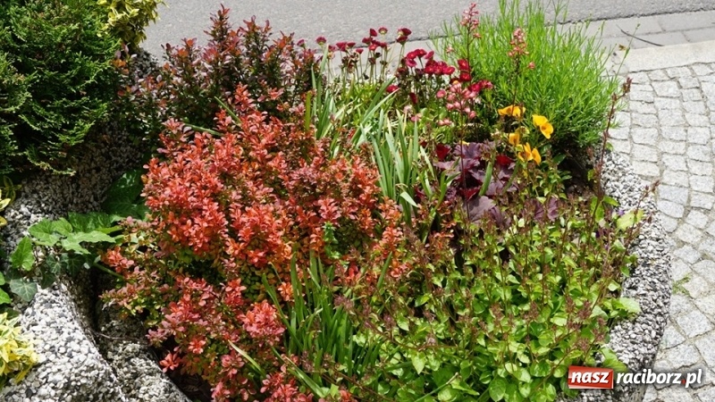 Zdjęcie w galerii na portalu naszraciborz.pl: W ratuszu policzyli kwiatki na ulicach [FOTO] wiadomości z regionu