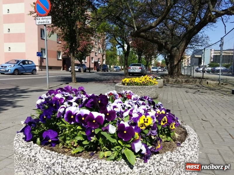 Zdjęcie w galerii na portalu naszraciborz.pl: W ratuszu policzyli kwiatki na ulicach [FOTO] wiadomości z regionu