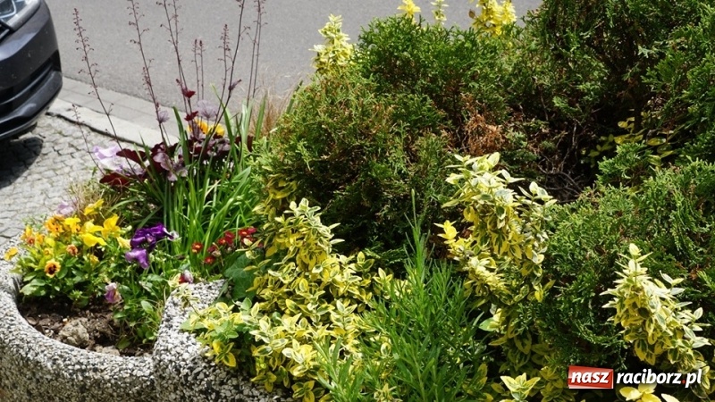 Zdjęcie w galerii na portalu naszraciborz.pl: W ratuszu policzyli kwiatki na ulicach [FOTO] wiadomości z regionu