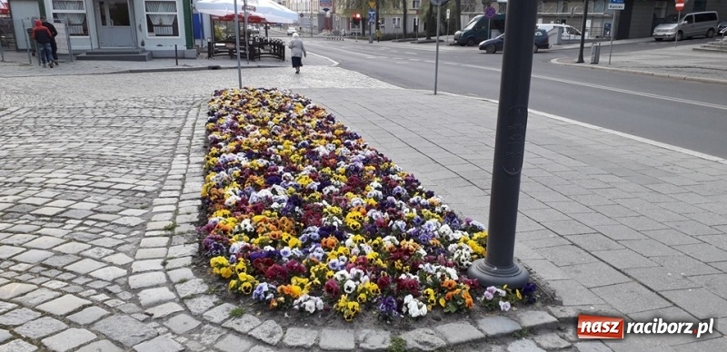 Zdjęcie w galerii na portalu naszraciborz.pl: W ratuszu policzyli kwiatki na ulicach [FOTO] wiadomości z regionu