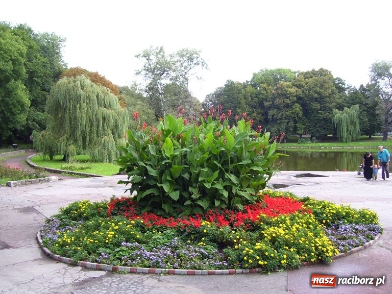 Zdjęcie w galerii na portalu naszraciborz.pl: W ratuszu policzyli kwiatki na ulicach [FOTO] wiadomości z regionu