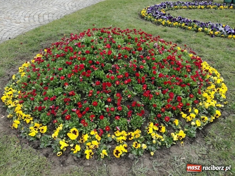 Zdjęcie w galerii na portalu naszraciborz.pl: W ratuszu policzyli kwiatki na ulicach [FOTO] wiadomości z regionu