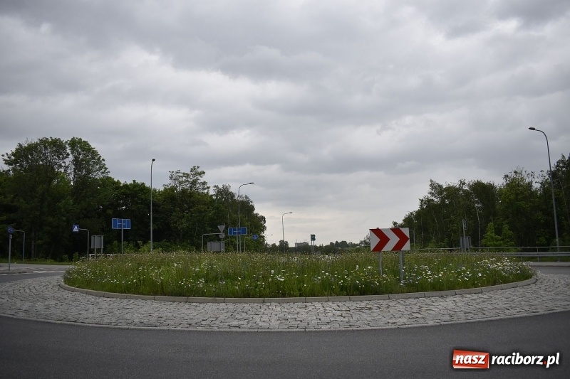 Zdjęcie w galerii na portalu naszraciborz.pl: W Rybniku nie boją się alergii z łąki kwietnej [FOTO] wiadomości z regionu