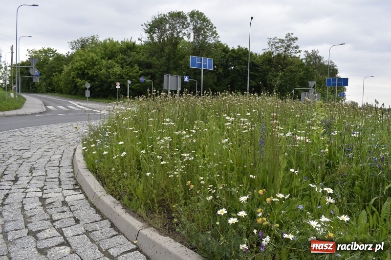 Zdjęcie w galerii na portalu naszraciborz.pl: W Rybniku nie boją się alergii z łąki kwietnej [FOTO] wiadomości z regionu