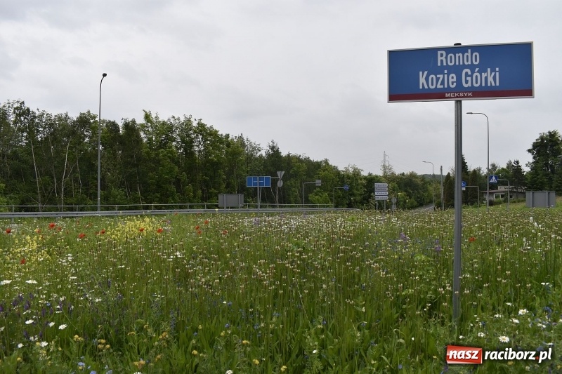 Zdjęcie w galerii na portalu naszraciborz.pl: W Rybniku nie boją się alergii z łąki kwietnej [FOTO] wiadomości z regionu