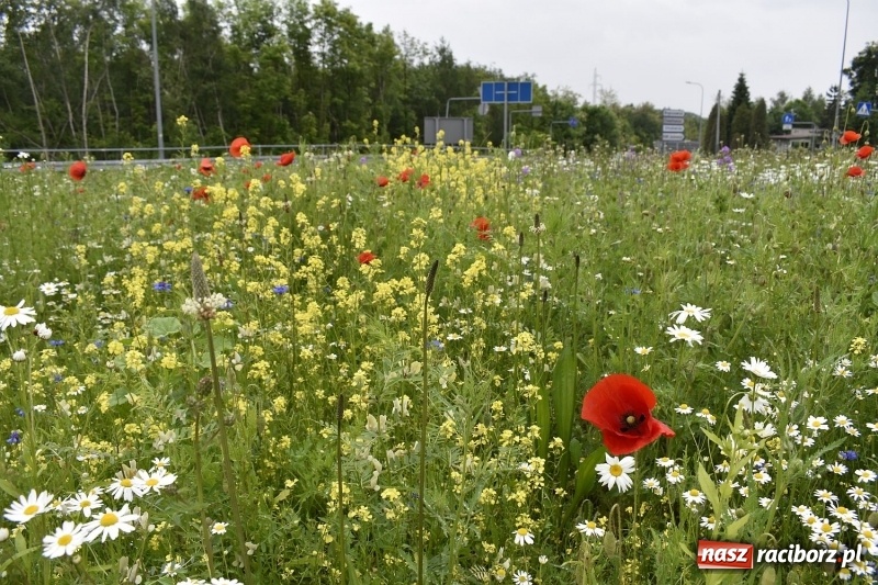 Zdjęcie w galerii na portalu naszraciborz.pl: W Rybniku nie boją się alergii z łąki kwietnej [FOTO] wiadomości z regionu
