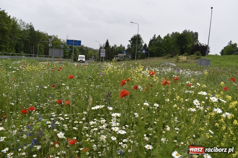 Zdjęcie w galerii na portalu naszraciborz.pl: W Rybniku nie boją się alergii z łąki kwietnej [FOTO] wiadomości z regionu