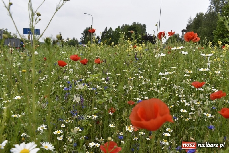 Zdjęcie w galerii na portalu naszraciborz.pl: W Rybniku nie boją się alergii z łąki kwietnej [FOTO] wiadomości z regionu