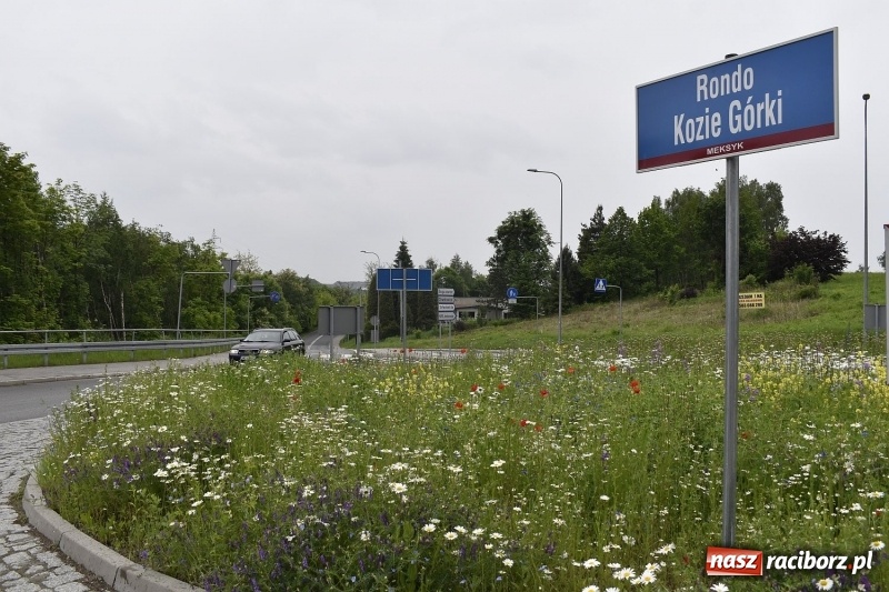 Zdjęcie w galerii na portalu naszraciborz.pl: W Rybniku nie boją się alergii z łąki kwietnej [FOTO] wiadomości z regionu