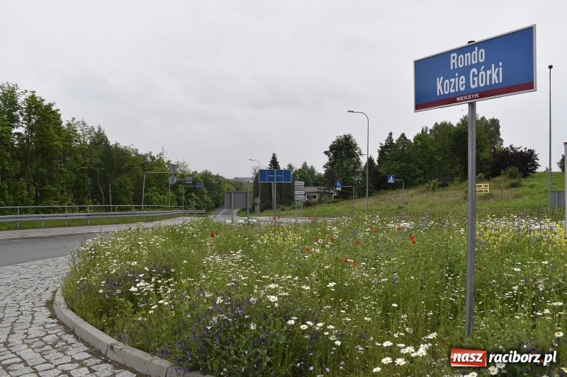 Zdjęcie w galerii na portalu naszraciborz.pl: W Rybniku nie boją się alergii z łąki kwietnej [FOTO] wiadomości z regionu