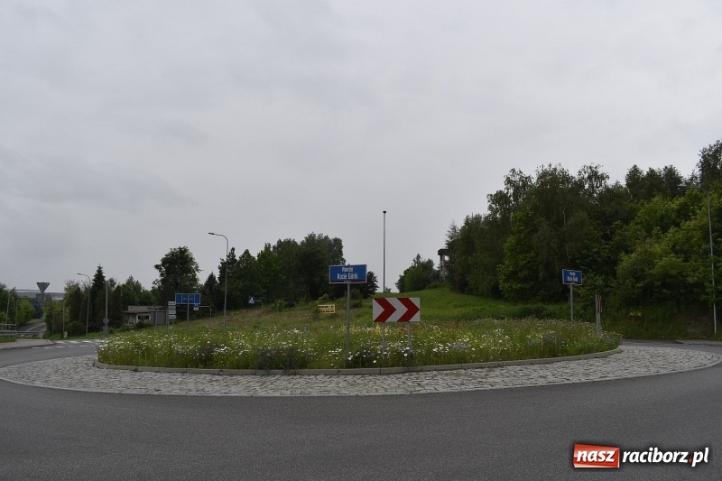 Zdjęcie w galerii na portalu naszraciborz.pl: W Rybniku nie boją się alergii z łąki kwietnej [FOTO] wiadomości z regionu