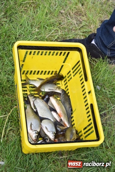 Zdjęcie w galerii na portalu naszraciborz.pl: Na Dzień Dziecka najlepsze jest... wędkowanie wiadomości z regionu