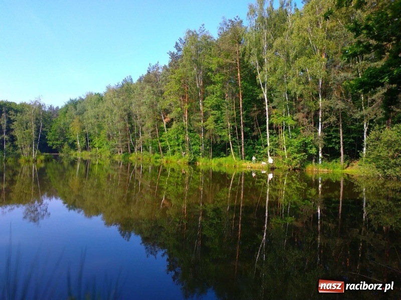 Zdjęcie w galerii na portalu naszraciborz.pl: Na Dzień Dziecka najlepsze jest... wędkowanie wiadomości z regionu