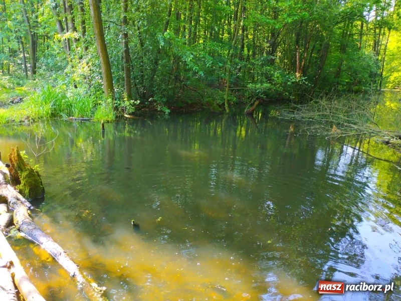 Zdjęcie w galerii na portalu naszraciborz.pl: Na Dzień Dziecka najlepsze jest... wędkowanie wiadomości z regionu