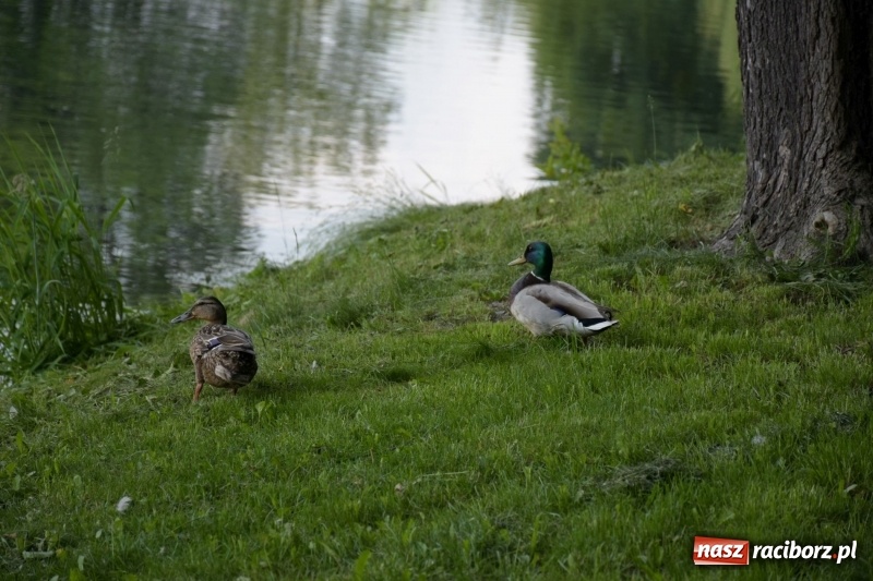 Zdjęcie w galerii na portalu naszraciborz.pl: Wędkarski Dzień Dziecka na Trzecioku  wiadomości z regionu