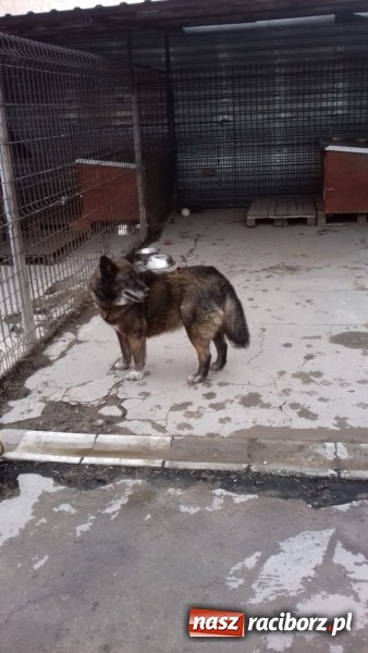 Zdjęcie w galerii na portalu naszraciborz.pl: W ośrodku dla niesłyszących pamiętają o czworonogach  wiadomości z regionu