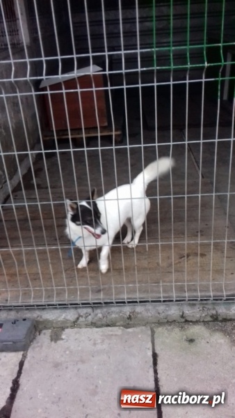 Zdjęcie w galerii na portalu naszraciborz.pl: W ośrodku dla niesłyszących pamiętają o czworonogach  wiadomości z regionu