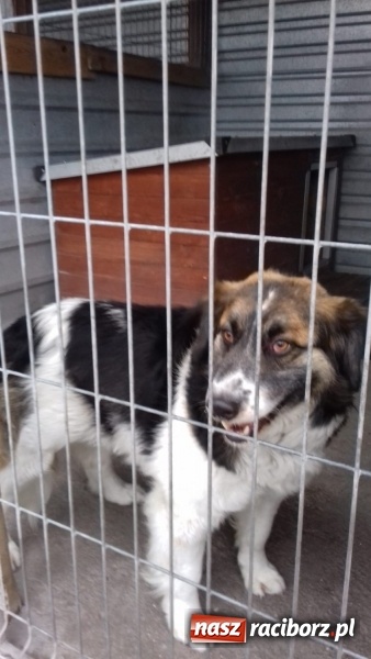 Zdjęcie w galerii na portalu naszraciborz.pl: W ośrodku dla niesłyszących pamiętają o czworonogach  wiadomości z regionu