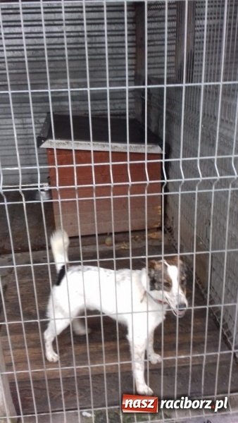 Zdjęcie w galerii na portalu naszraciborz.pl: W ośrodku dla niesłyszących pamiętają o czworonogach  wiadomości z regionu