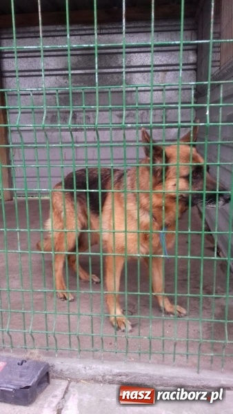 Zdjęcie w galerii na portalu naszraciborz.pl: W ośrodku dla niesłyszących pamiętają o czworonogach  wiadomości z regionu