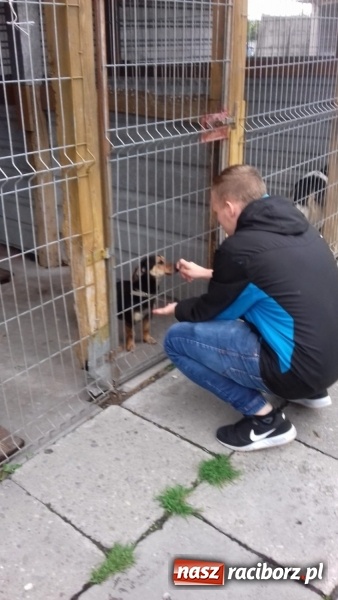 Zdjęcie w galerii na portalu naszraciborz.pl: W ośrodku dla niesłyszących pamiętają o czworonogach  wiadomości z regionu