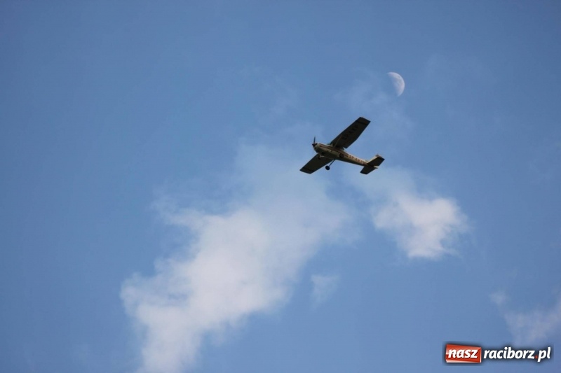 Zdjęcie w galerii na portalu naszraciborz.pl: Toby z Monachium poderwał tłumy [FOTO i WIDEO] wiadomości z regionu