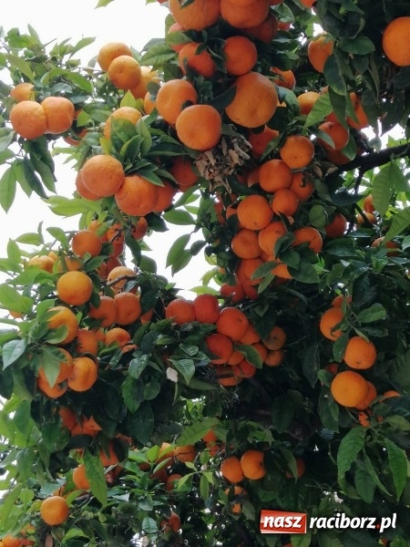 Zdjęcie w galerii na portalu naszraciborz.pl: Erasmus+ na finiszu. Podsumowanie w Tworkowie  wiadomości z regionu