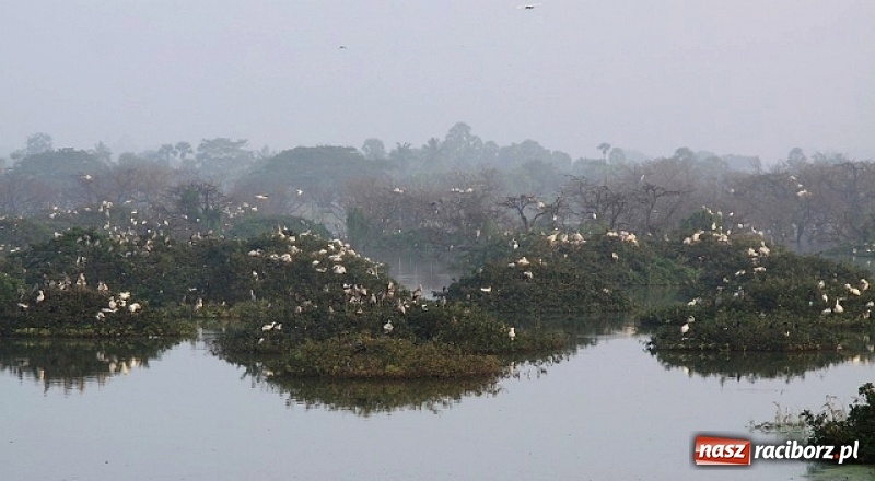 Zdjęcie w galerii na portalu naszraciborz.pl: Orientalne Indie - zobacz z nami kolorową mozaikę kultur i religii! wiadomości z regionu