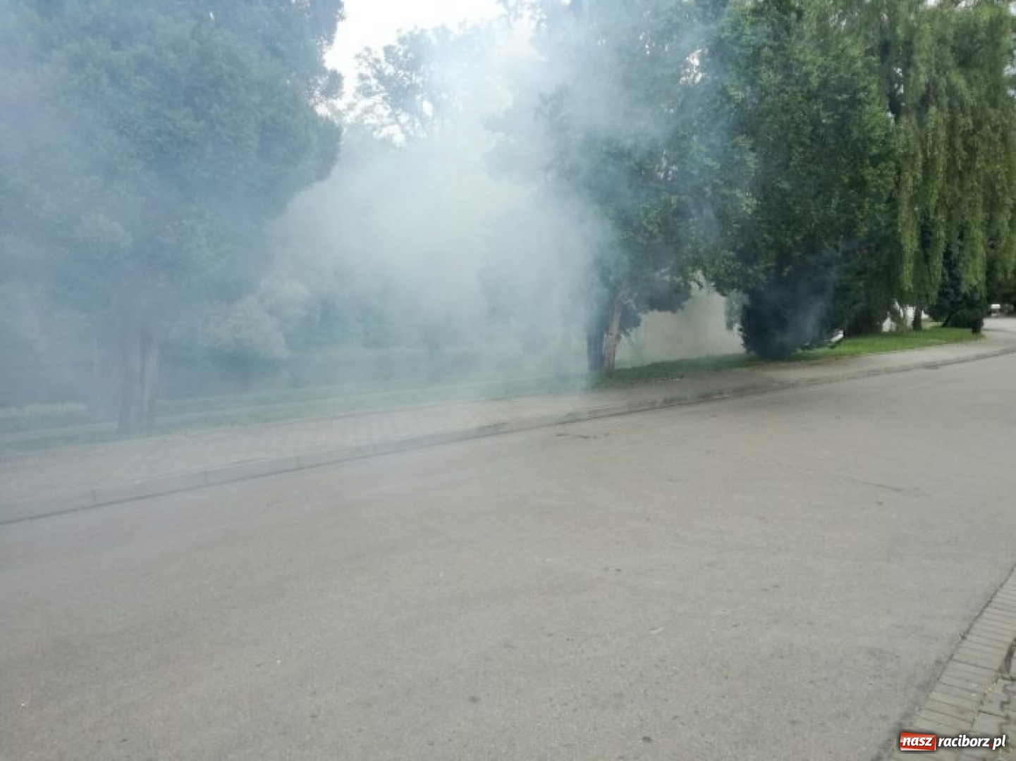 Zdjęcie w galerii na portalu naszraciborz.pl: Odkomarzanie w Raciborzu? Pytamy o to prezydenta  wiadomości z regionu