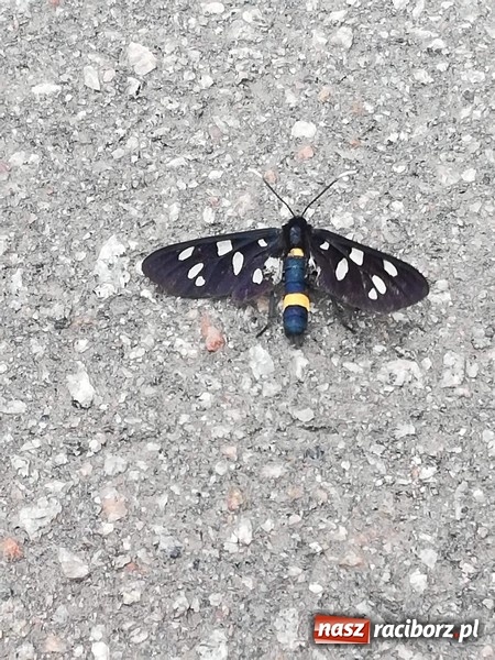 Zdjęcie w galerii na portalu naszraciborz.pl: Czwórka gościła na Ukrainie  wiadomości z regionu