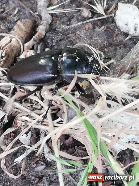 Zdjęcie w galerii na portalu naszraciborz.pl: Czwórka gościła na Ukrainie  wiadomości z regionu
