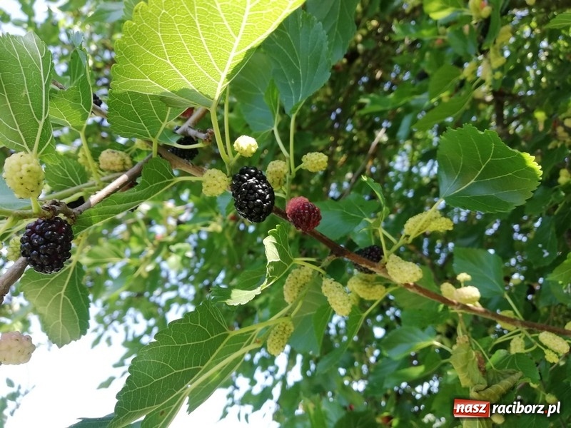 Zdjęcie w galerii na portalu naszraciborz.pl: Czwórka gościła na Ukrainie  wiadomości z regionu