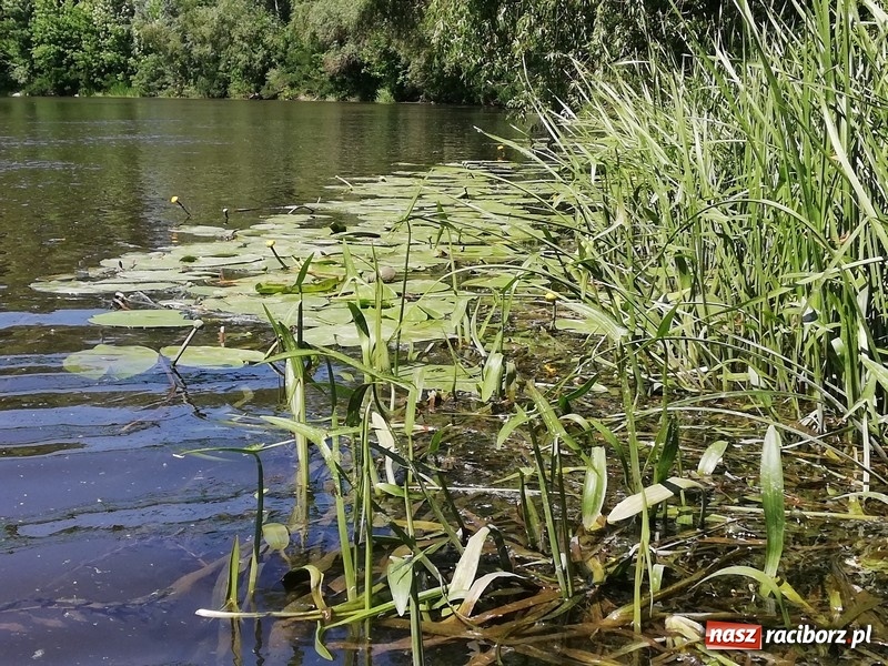 Zdjęcie w galerii na portalu naszraciborz.pl: Czwórka gościła na Ukrainie  wiadomości z regionu