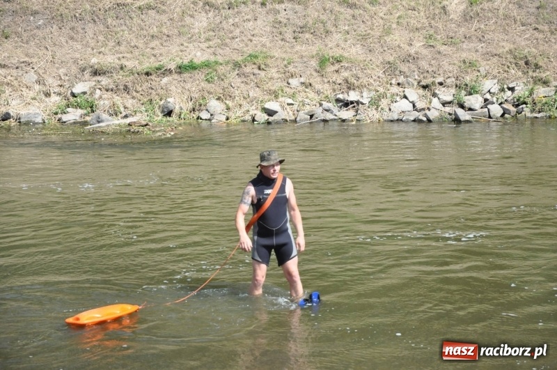 Zdjęcie w galerii na portalu naszraciborz.pl: Morsy spacerkiem, reszta powiosłuje albo włączy silniki. Skąd ruszy 22. Pływadło? wiadomości z regionu
