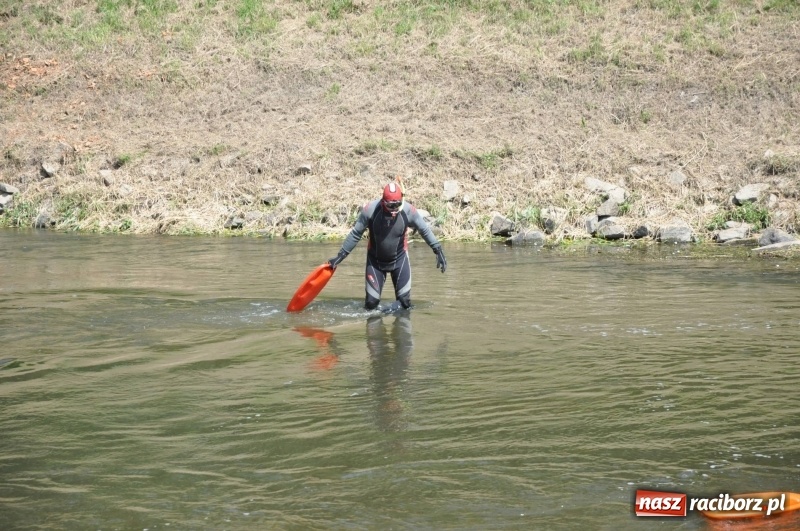 Zdjęcie w galerii na portalu naszraciborz.pl: Morsy spacerkiem, reszta powiosłuje albo włączy silniki. Skąd ruszy 22. Pływadło? wiadomości z regionu